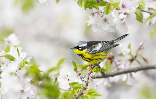 Flowers, branches, bird, spring, light background, flowering, Magnolia forest songster, a woodland songster