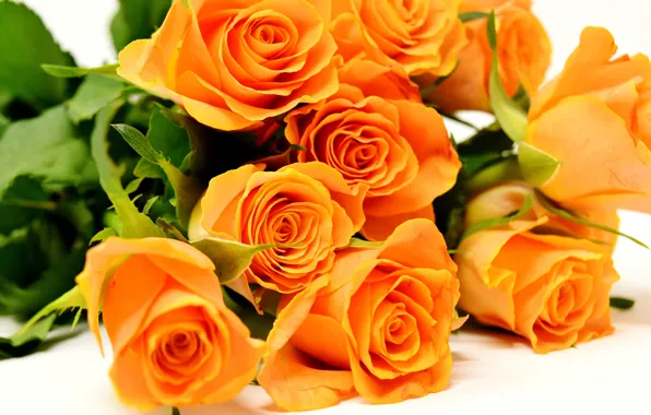 Picture orange, roses, bouquet, flower, roses