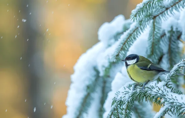 Winter, snow, trees, bird, spruce, tit