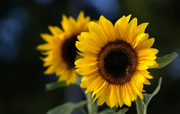 Sunflowers, petals, Sunflower
