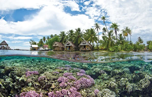 Tahiti, palms, coral, submersible, bungalows with thatched, clear transparent water