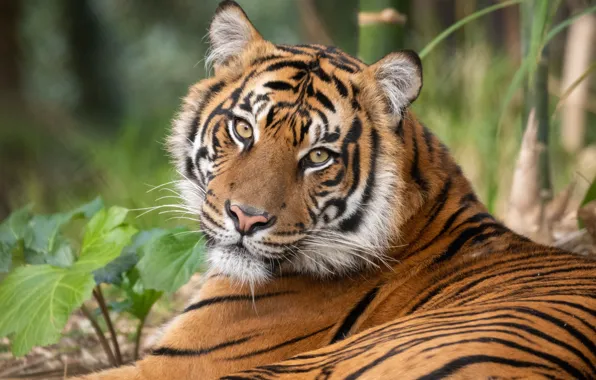 Look, face, tiger, predator, wild cat