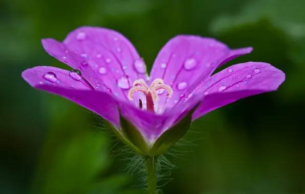Flower, drops, Rosa, petals