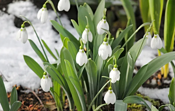 Greens, leaves, light, snow, flowers, spring, snowdrops, white