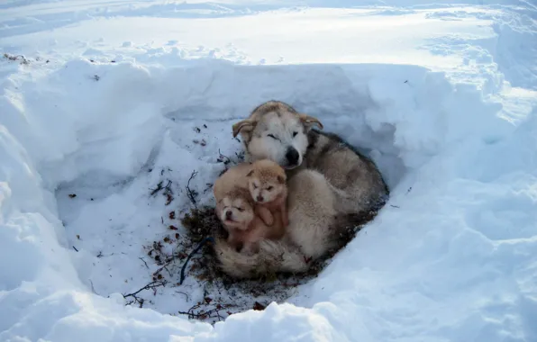 Picture FROST, WOOL, FUR, SNOW, WINTER, OFFSPRING, PUPPIES