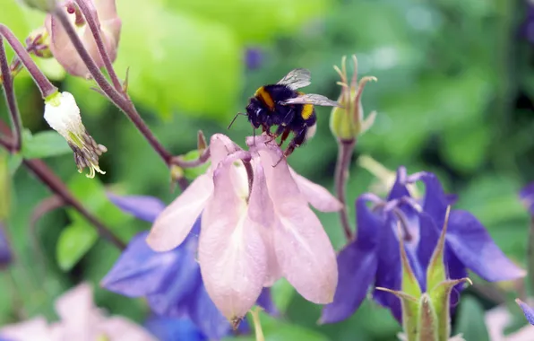 Summer, flowers, nature, Macro, bumblebee, bells