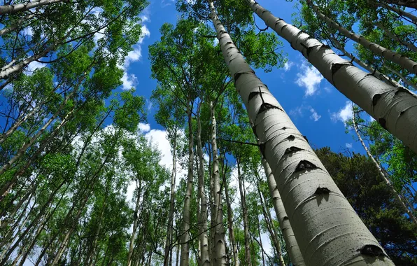 Picture forest, the sky, clouds, trees, grove, aspen
