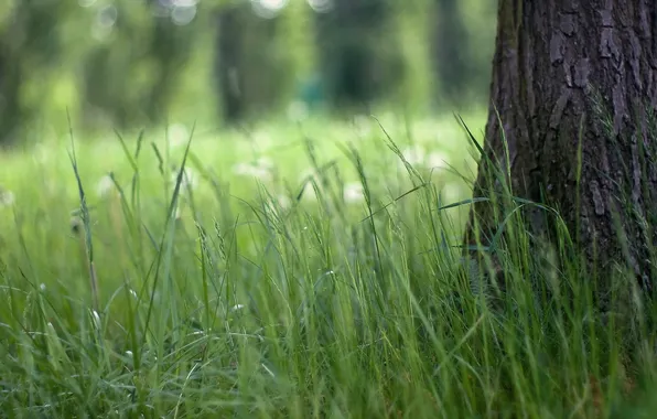 Grass, macro, nature