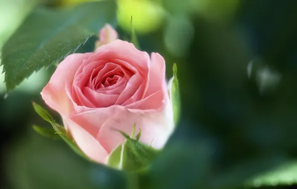 Flower, macro, rose