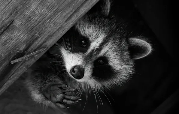 Look, portrait, raccoon, Board, black background, face, gesture, black and white photo