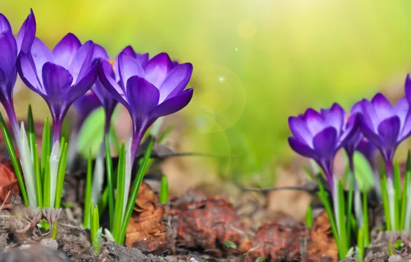 Greens, purple, the sun, macro, glare, background, crocuses, bokeh