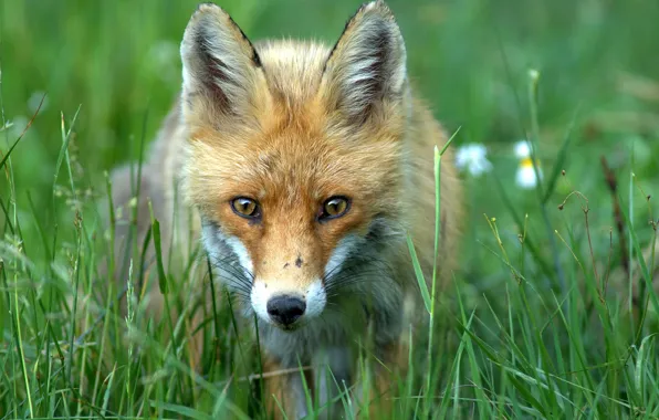 Greens, summer, grass, muzzle, Fox, Fox, red, Fox