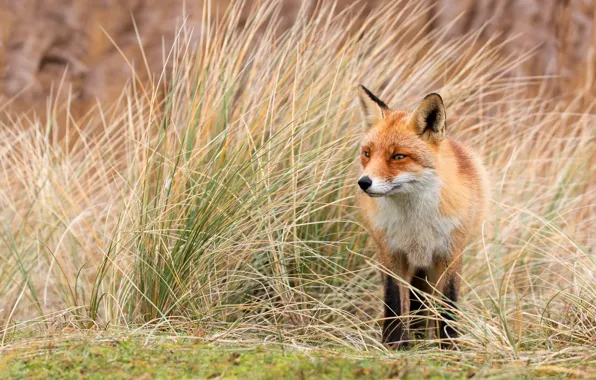 Picture grass, look, face, nature, thickets, Fox, red, walk