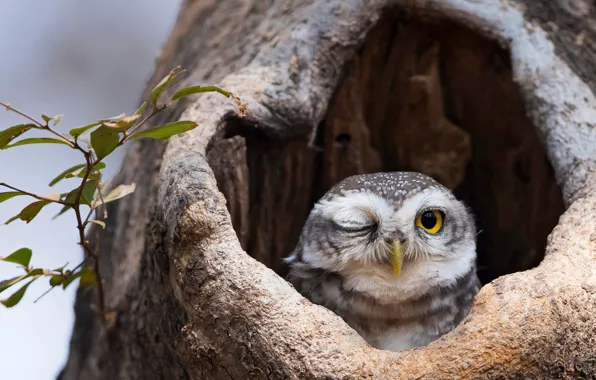 Look, tree, owl, bird, bark, the hollow, winks, owl