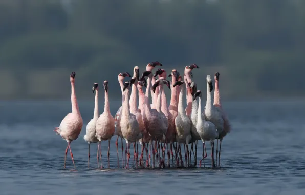 Birds, nature, Flamingo