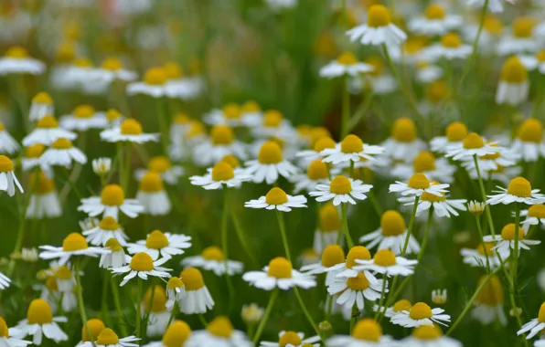 Picture field, nature, petals, Daisy, meadow