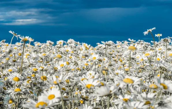 Field, summer, the sky, flowers, blue, chamomile, white, a lot