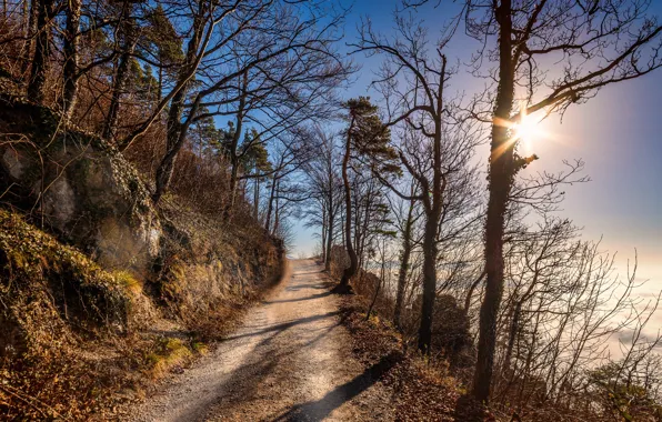 Road, nature, morning