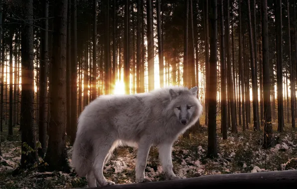 Picture FOREST, LIGHT, TREES, PREDATOR, RAYS, WOLF