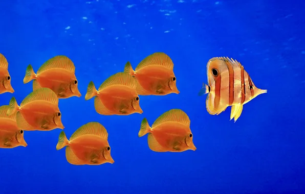 Underwater Fish Wallpaper