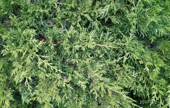 Greens, thuja, greenery of trees, natural background, green twigs