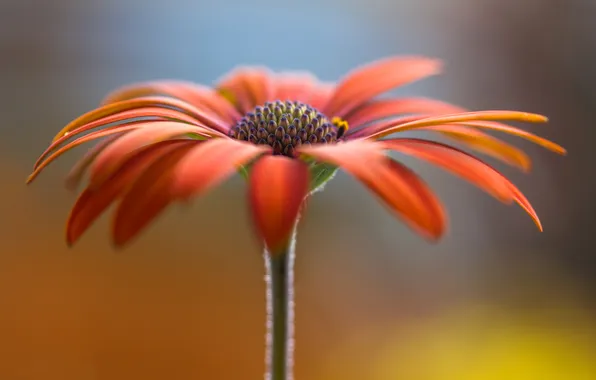 Flowers, plant, petals, stem