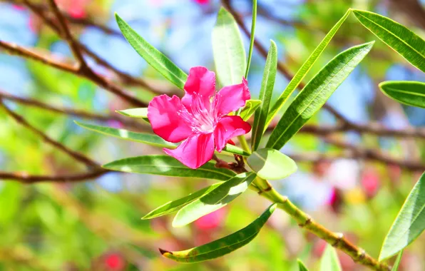 Flower, leaves, tree, branch, petals