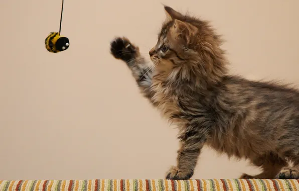 Cat, kitty, toy, the game, fluffy