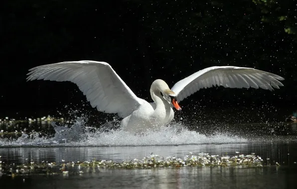 Picture squirt, movement, wings, grace, Swan
