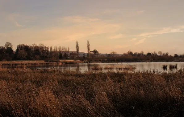 Autumn, grass, lake, the evening, dry