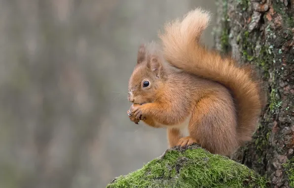 Look, nature, pose, background, tree, moss, stump, walnut