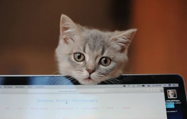 Look, grey, muzzle, laptop, kitty, Bozhena Puchko
