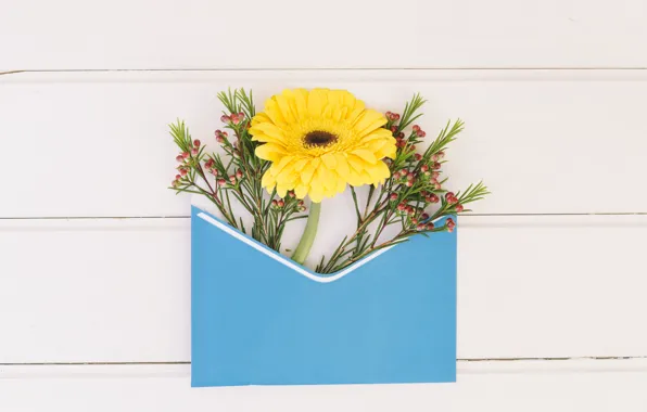 Flowers, yellow, the envelope, gerbera, composition