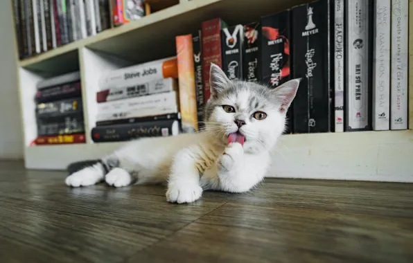 Language, cat, kitty, room, books, floor, lies, shelves