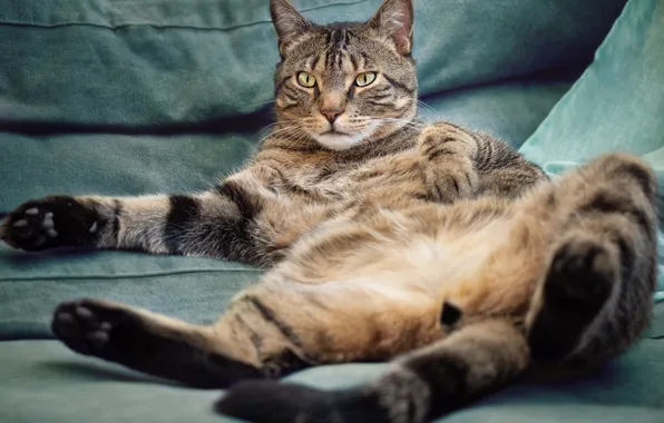 Cat, cat, pose, grey, sofa, paws, tail, lies