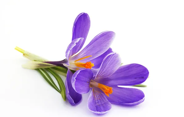 Picture crocuses, white background, lilac