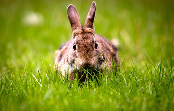 Greens, grass, grey, glade, hare, rabbit, ears, face
