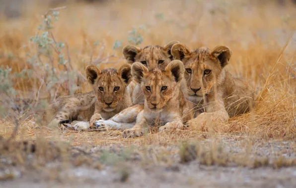 Look, glade, company, lions, the cubs, young, lie, faces