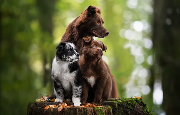 Animals, dogs, nature, stump, puppies, bokeh, puppies, Aussie