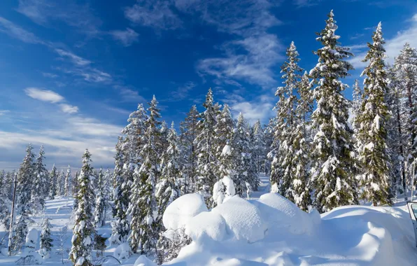 Winter, forest, the sky, snow, ate, the snow, Sweden, Sweden