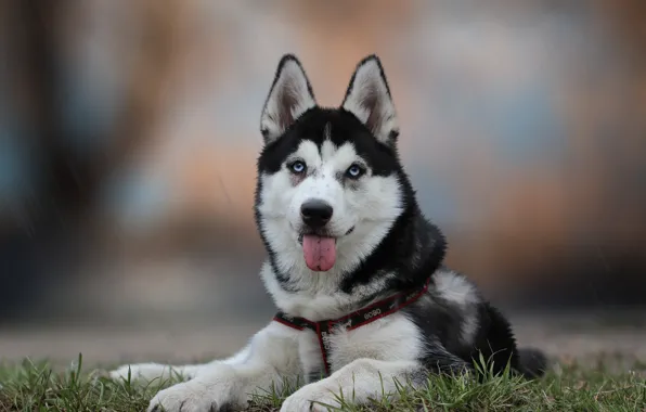 Picture background, each, dog, husky