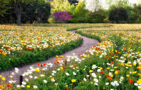 Greens, field, summer, trees, flowers, Park, glade, bright