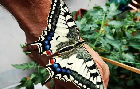 Leaves, butterfly, hand, wings, beautiful, tomato