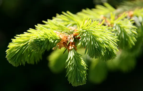 Picture spruce, branch, needles
