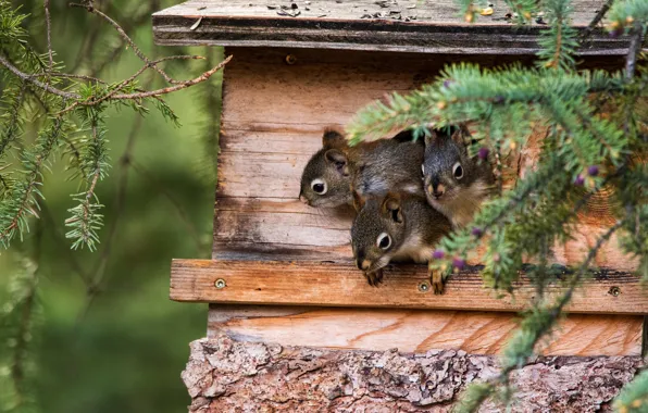 Branches, protein, three, house, grey, needles, trio, proteins