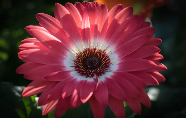 Flowers, petals, gerbera