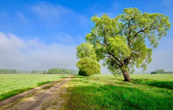 Road, greens, field, summer, the sky, clouds, the way, blue