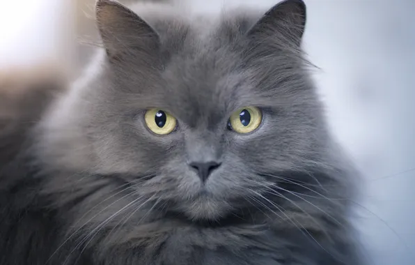 Cat, cat, look, pose, grey, portrait, fluffy, face