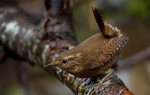 Branches, bird, beak, tail, Wren