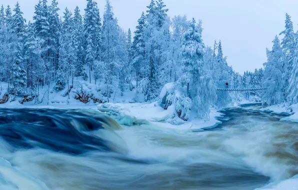Picture winter, forest, snow, trees, bridge, blue, for, people